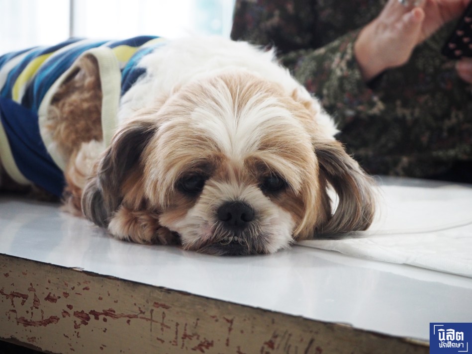 nisitjournal_dogblood02