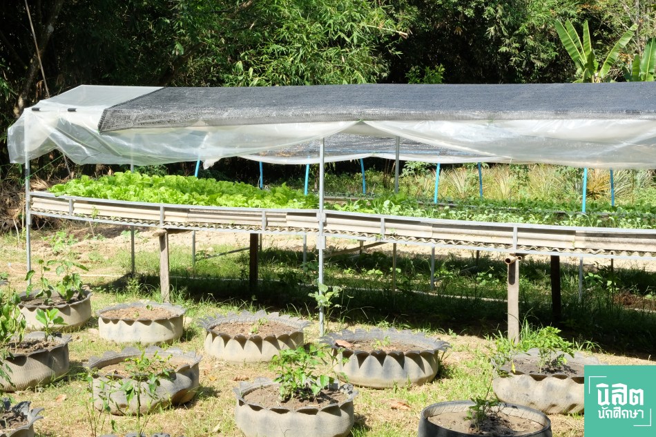 แปลงผัก.jpg